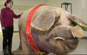 Chinas fattest pig 