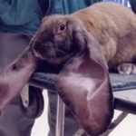 rabbit with long earsd