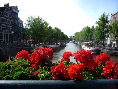Amsterdam Flowers  Stan Rams 2010