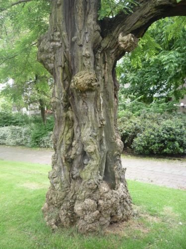 Amsterdam-Magic-Tree-BY-Stan-Rams-june-2009-reet-artist-009