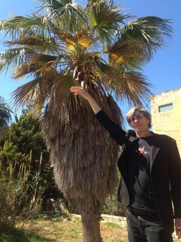 Stan Rams Bij de palm beach in zonnig Malta  Bugiba    