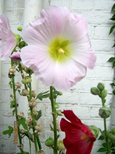 Poezie-Bloem-by-Stan-Rams-Art-Music-Amsterdam