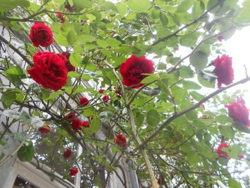 Rozen-hemel-prinseneiland-Amsterdam