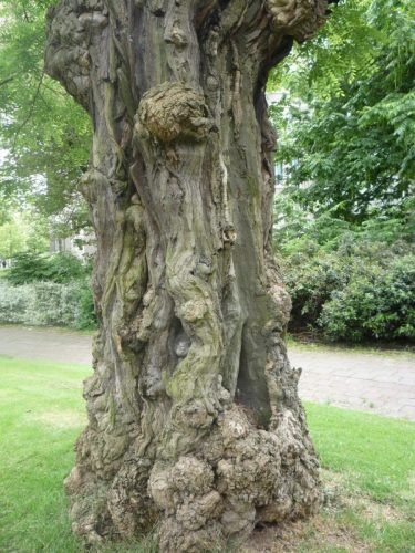 sprookjes-boom foto by stan rams